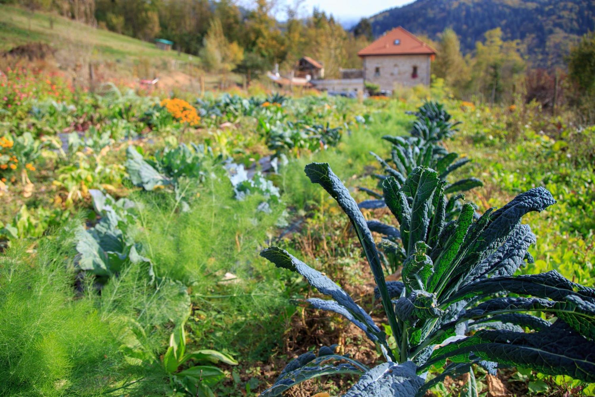Agriturismo Fattoria Ortoalpino Trichiana Zewnętrze zdjęcie